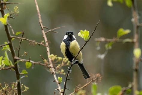 tits portrait|Great Tit Portrait Stock Photos and Pictures